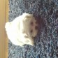 Que peluchitoo
